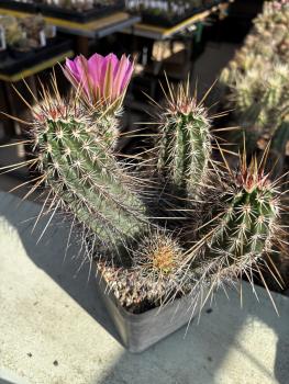 Echinocereus fendleri